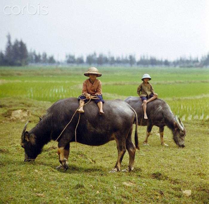 1/3/1973.Hai cậu bé chăn trâu ở một vùng gần thị xã Vinh, Nghệ An, gần đường Quốc lộ 1. Ảnh. © Werner Schulze-dpa-Corbis.
